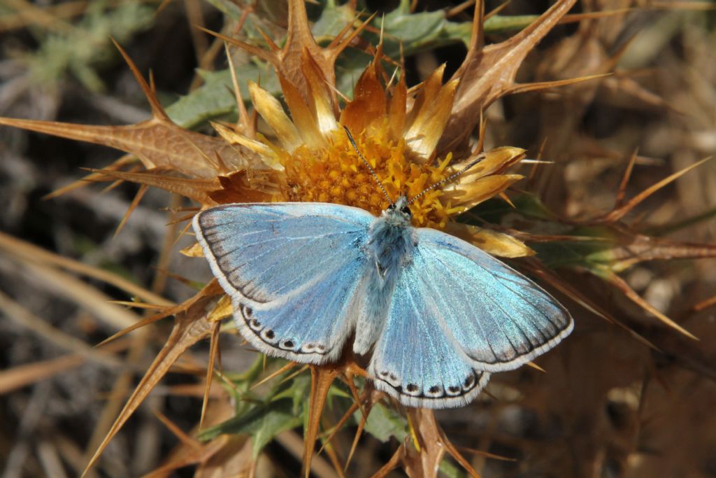 Alcune specie che non ho trovato in galleria